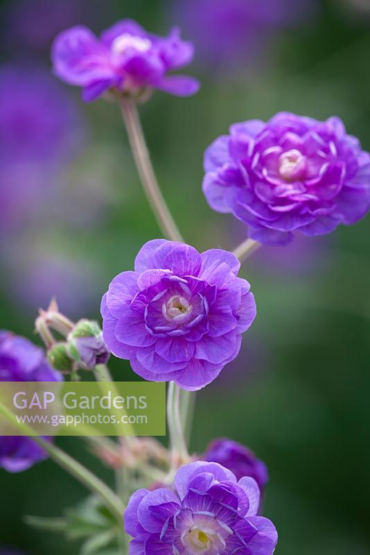 Geranium pratense 'Plenum Caeruleum'