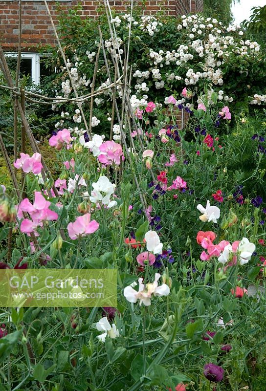 Row of mixed colour Lathyrus odoratus - Sweet Peas - in rustic cottage garden with distant view through rose arbour - Open Gardens Day 2013, Brundish, Suffolk