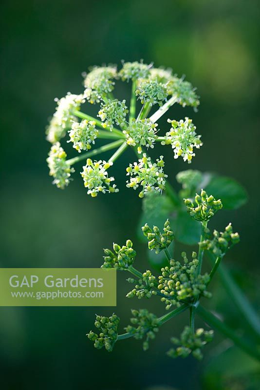 Smyrnium olusatrum. Alexanders growing by a country lane. 