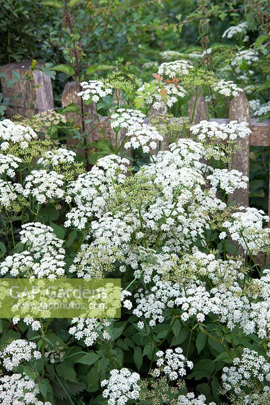 Aegopodium podagraria - Ground elder, Bishop's Weed, Goutweed, Herb gerard. 