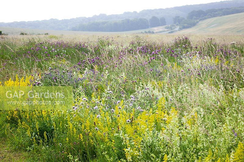 The meadow at Magdalen Hill Down Butterfly Nature Reserve with Greater Knapweed, Field Scabious and Hedge and Lady's Bedstraw.  Centaurea scabiosa, Knautia arvensis, Galium verum, Galium mollugo