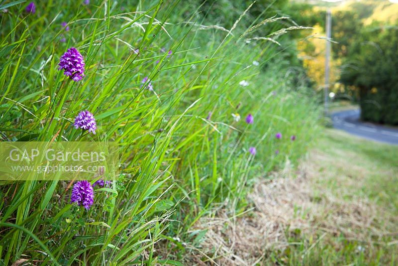 Anacamptis pyramidalis - Showing where a roadside verge has been cut and so damaged an orchid population. Pyramidal Orchid. 