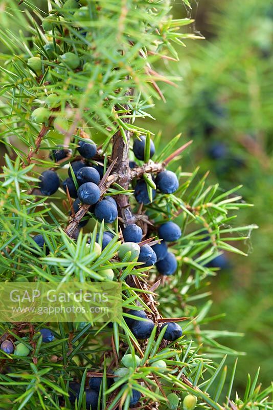 Juniperus communis. Common Juniper berries. 