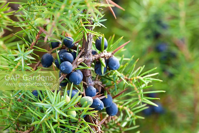 Juniperus communis. Common Juniper berries. 
