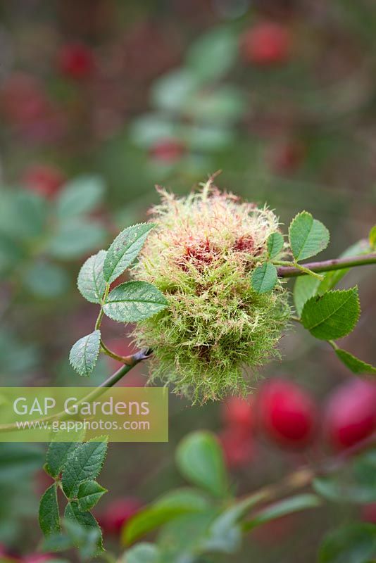 Rose bedeguar gall, Robin's pincushion gall, or moss gall growing amongst rose hips. Diplolepis rosae