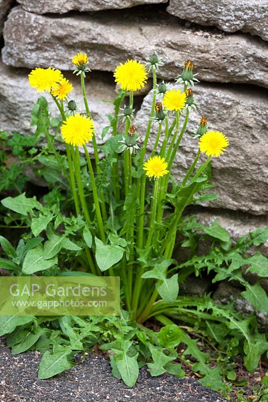 Taraxacum officinale - Dandelion, Fairy Clock. 