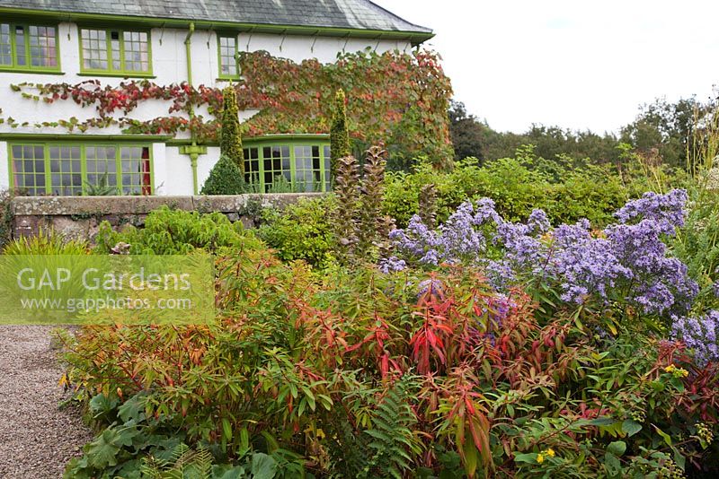 Vibrant colourful autumn border with Euphorbia Asters Acanthus and Hypericum Vitis cognetiae on Arts and Crafts house - Perrycroft, Herefordshire 