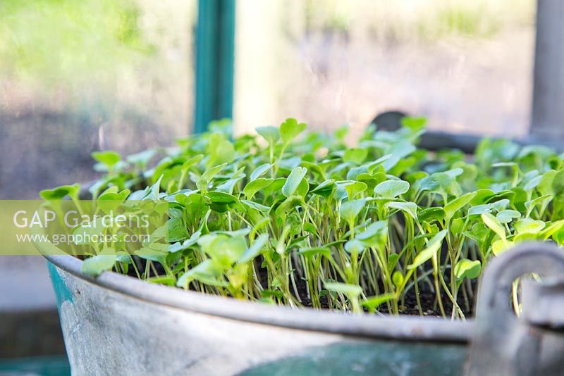 Rocket - Eruca sativa seedlings