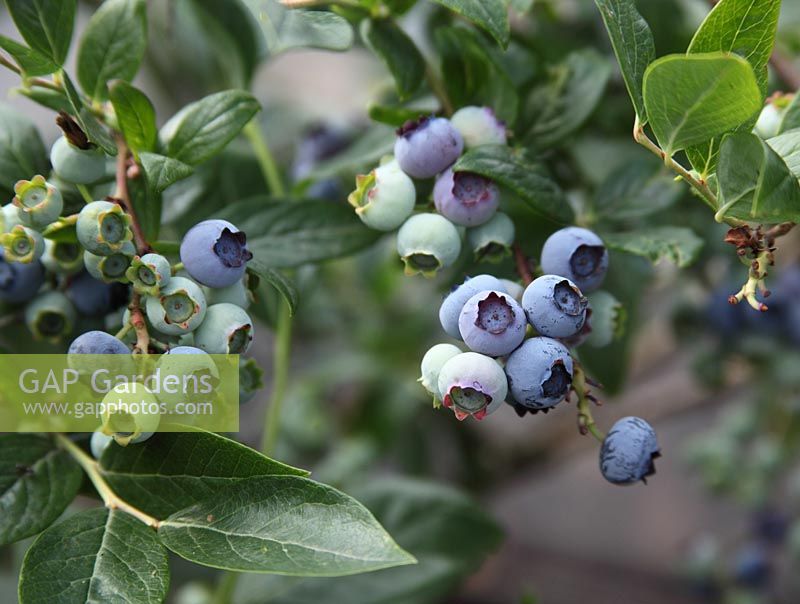 Vaccinium corymbosum 'Bluecrop' - Blueberry close up of ripe fruit