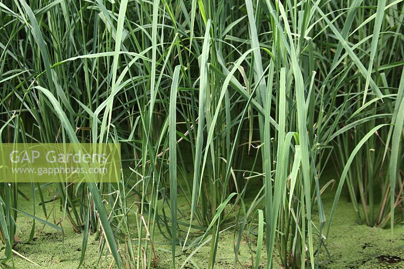 Oryza sativa - Rice plants grow in water 