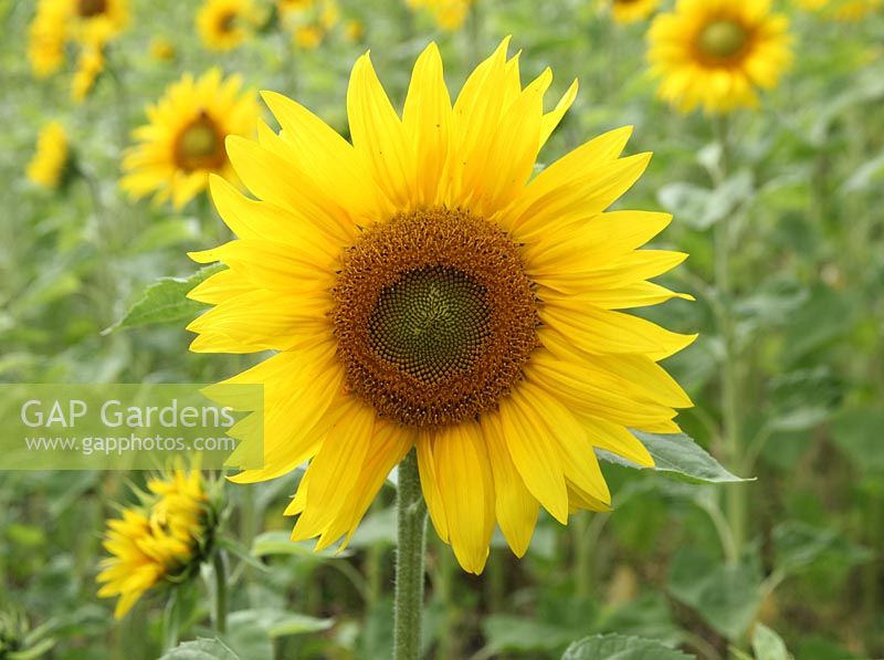 Helianthus annus 'Music Box' - Sunflower close up of flower