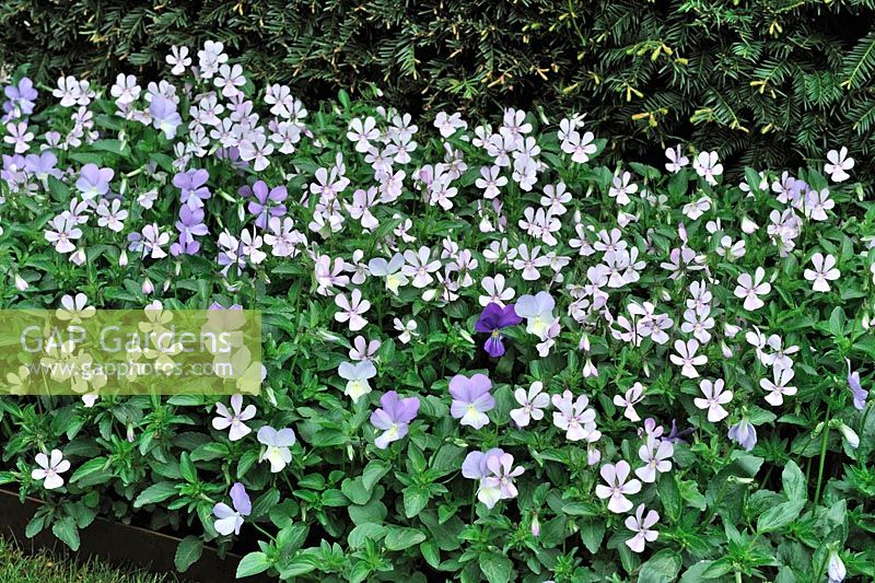 Viola cornuta 'Victoria's Blush'