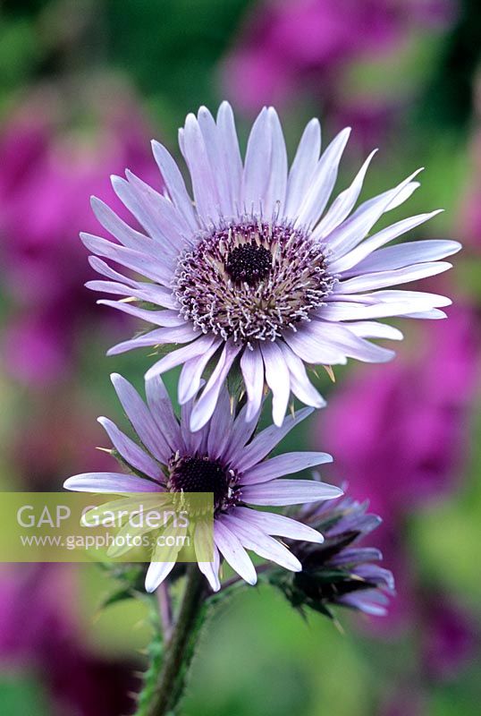 Berkheya purpurea 