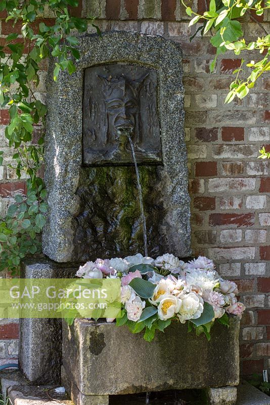 Water spouting on a peony wreath in granite trough next to brick stone wall. Varieties are 'Jan van Leuwen', 'Lady Alexander Duff' and 'Mme. Claude Tain'