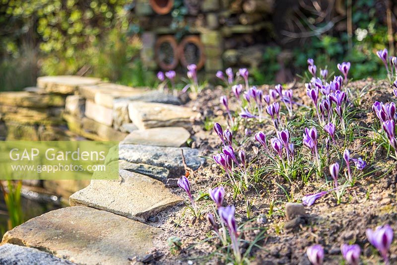 Crocus sieberi 'Spring Beauty' bulbs on a mound next to a wild pond
