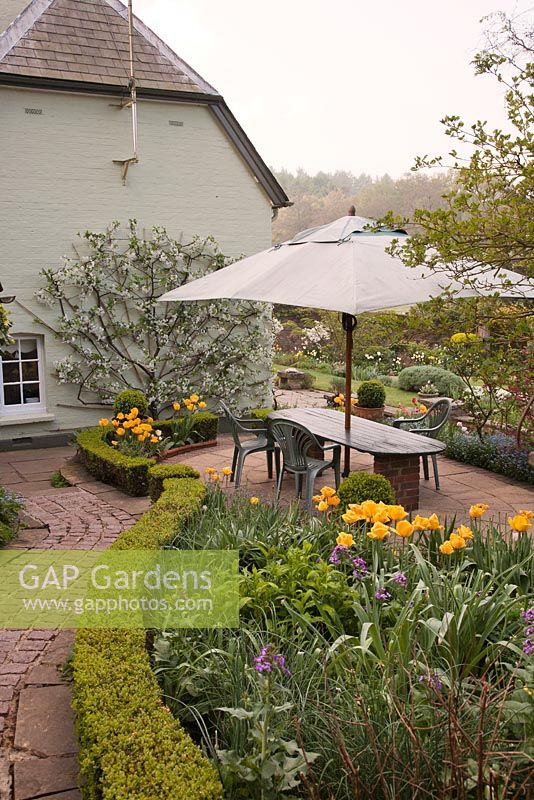 Patio area Buxus balls in containers mixed Tulipa Honesty Myosotis and Prunus Morello trained on house wall - Vale End, Surrey