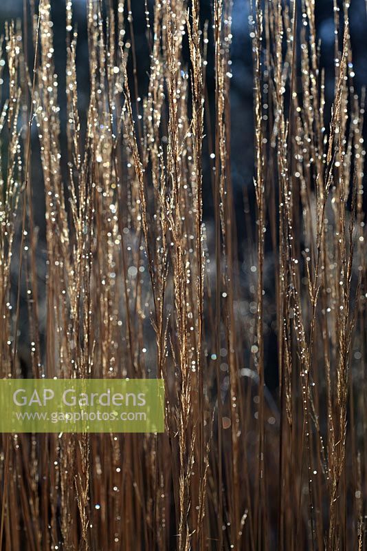 Molinia caerulea subsp Arundinacea Skyracer - Frosted ornamental grass - sparkling in low winter sunshine