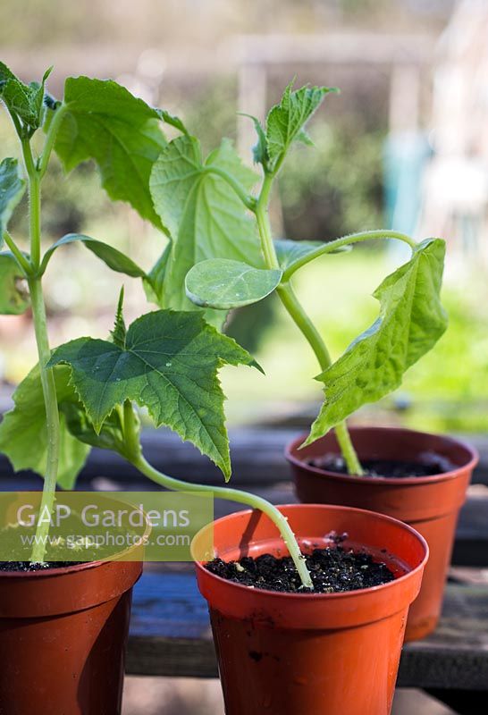 Cucumber 'Tiffany' - Cucumis sativus seedlings