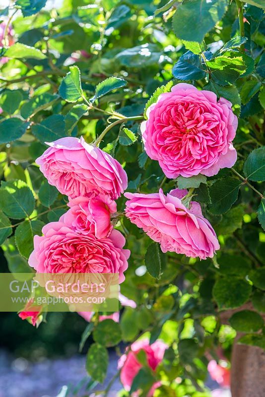 Rosa 'Princess Alexandra of Kent'