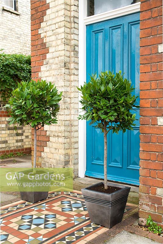 Laurus nobilis. Pair of bay trees in ornamental containers beside blue front door