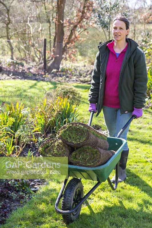 Woman pushing wheelbarrow containing fresh turf rolls for resurfacing lawn