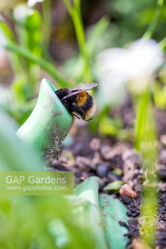 Bee entering the tea pot