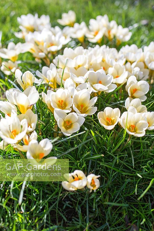 Crocus 'Cream Beauty' growing through turf