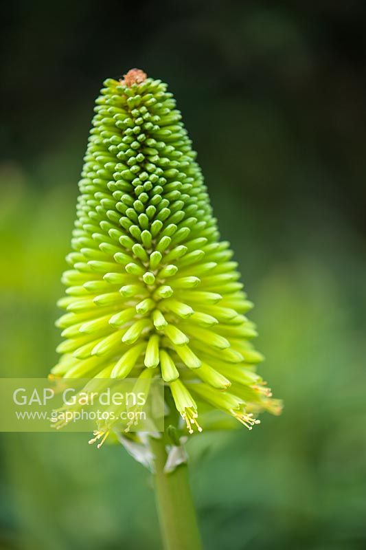 Kniphofia 'Limelight'