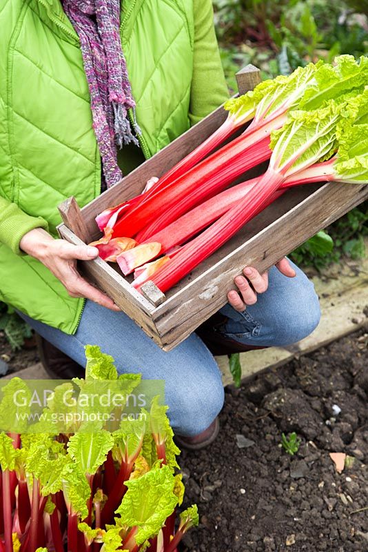 Woman holding fresh harvest of Rhubarb. 