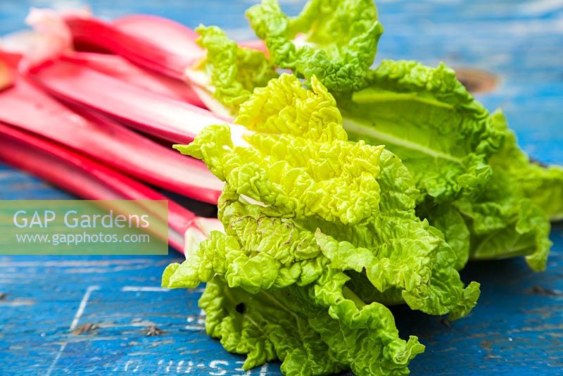 Fresh harvested Rhubarb. 