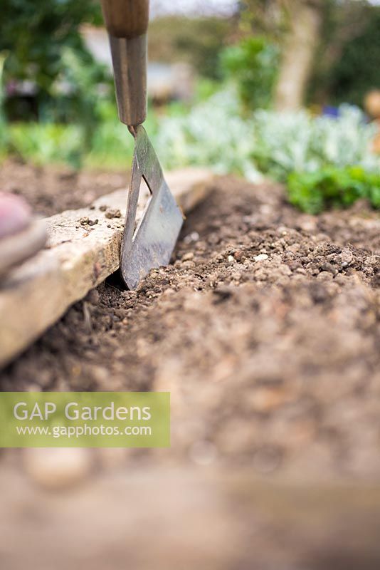 Growing Spinach 'Apollo'. Using a hoe to create a shallow trench for seeds.