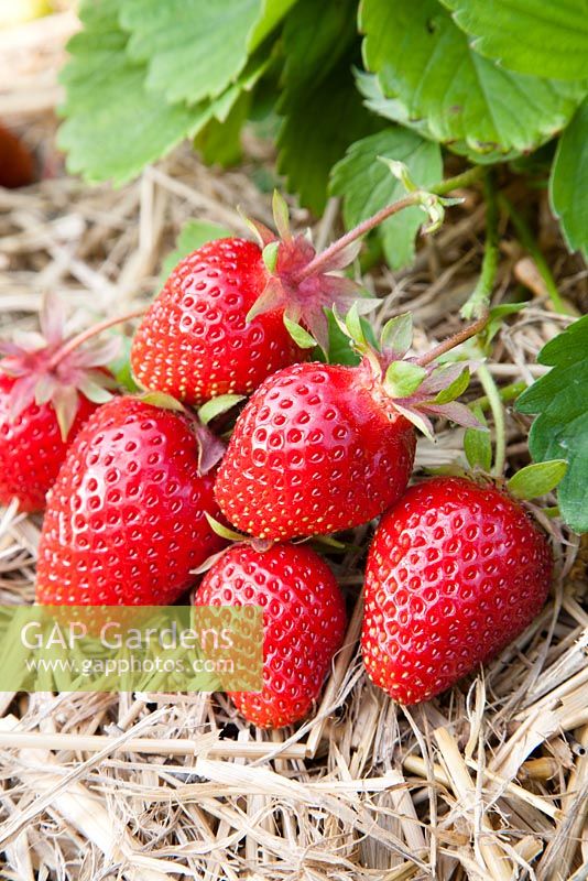 Fragaria x ananassa 'Symphony' - Strawberry