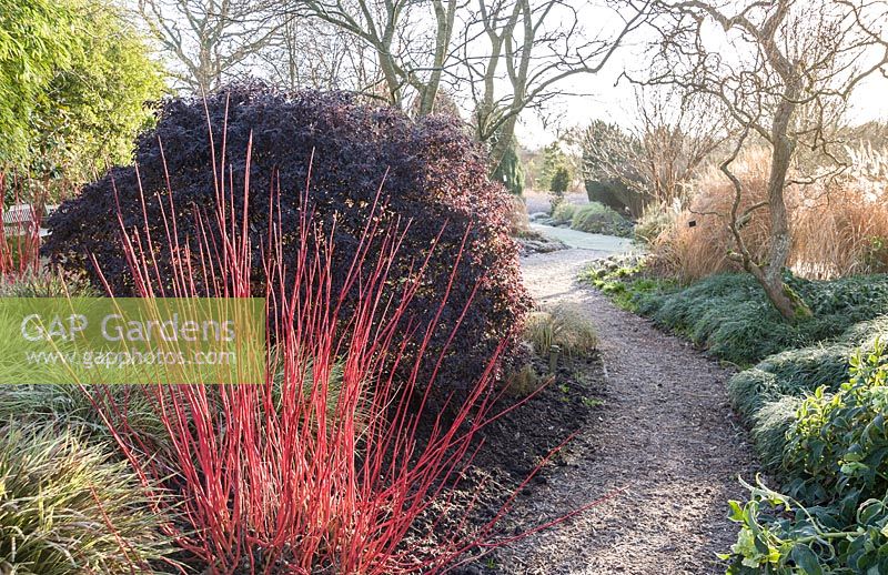 Path through the Winter Garden framed by cornus stems, hellebores and Carex morrowii 'Fisher's Form'. Sir Harold Hillier Gardens, Ampfield, Romsey, Hants, UK