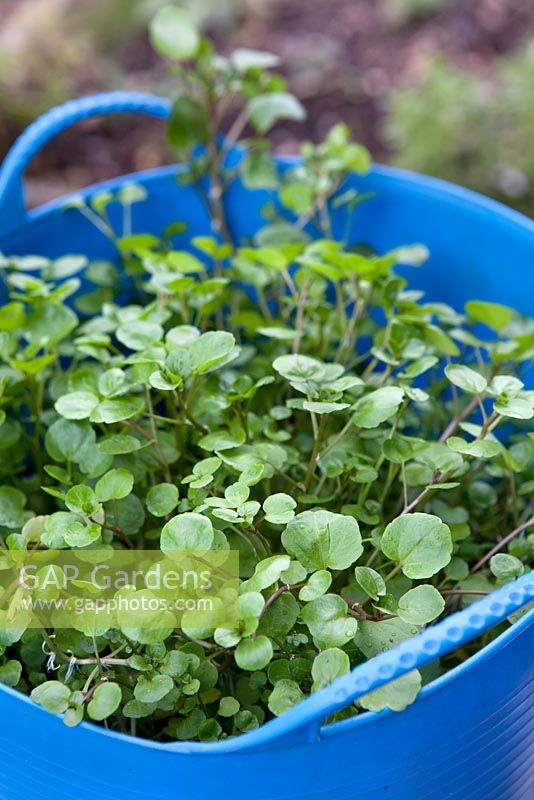 Nasturtium officinale - Watercress