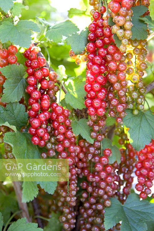 Ribes 'Redpoll' - Redcurrant