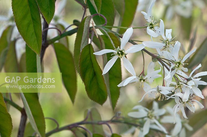 Amelanchier canadensis, Canadian serviceberry