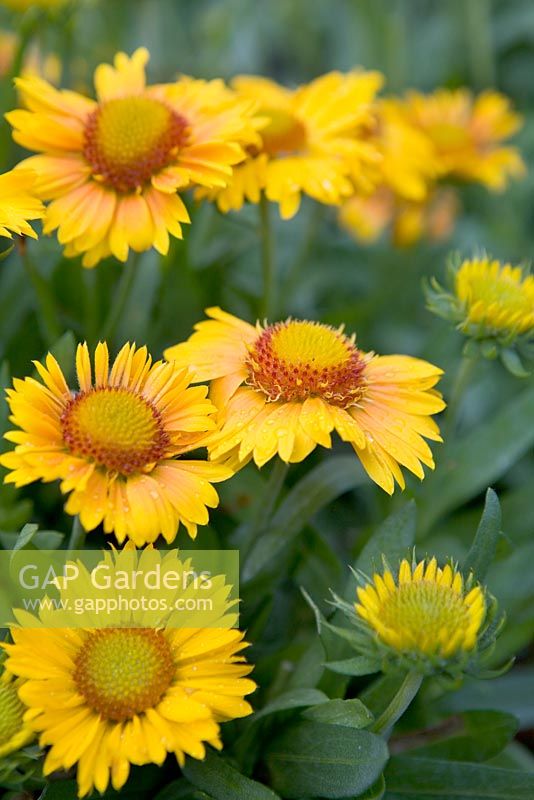 Gaillardia x grandiflora 'Arizona Apricot'