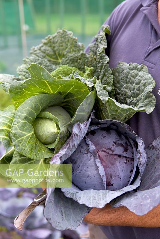 Cabbages - savoy, pointed and red