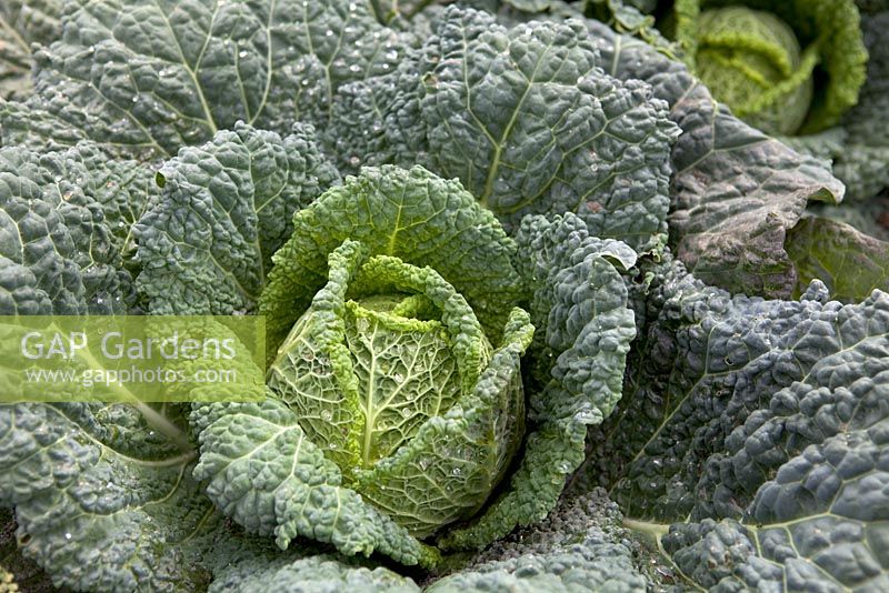 Brassica - Cabbage 'Clarissa'