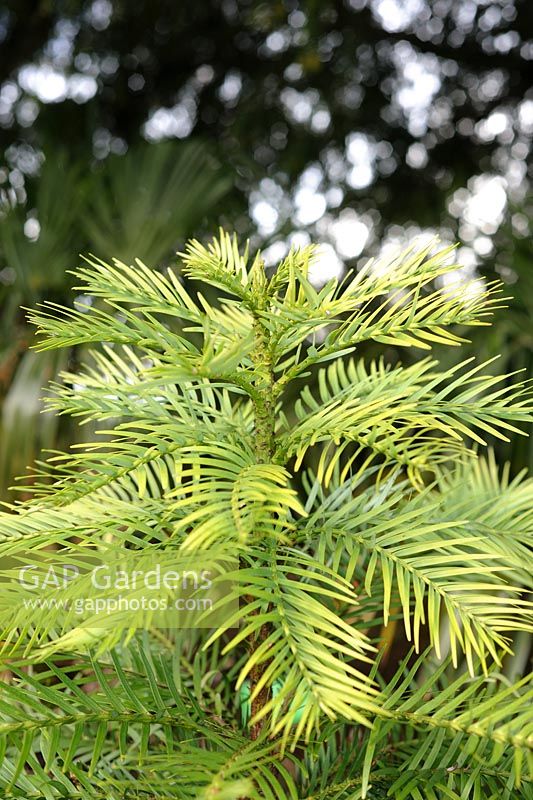Wollemia Nobilis - Wollemia pine