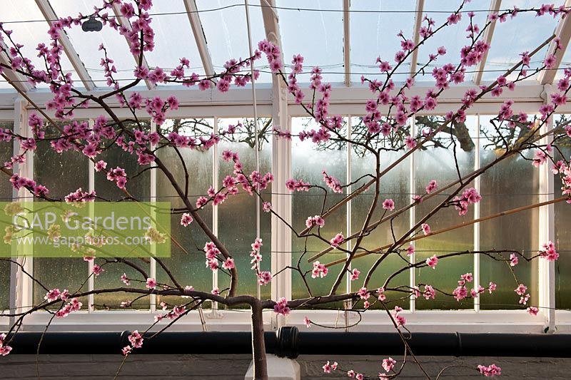 Prunus persica var. nucipersica  - Nectarine 'Pineapple' blossom 
