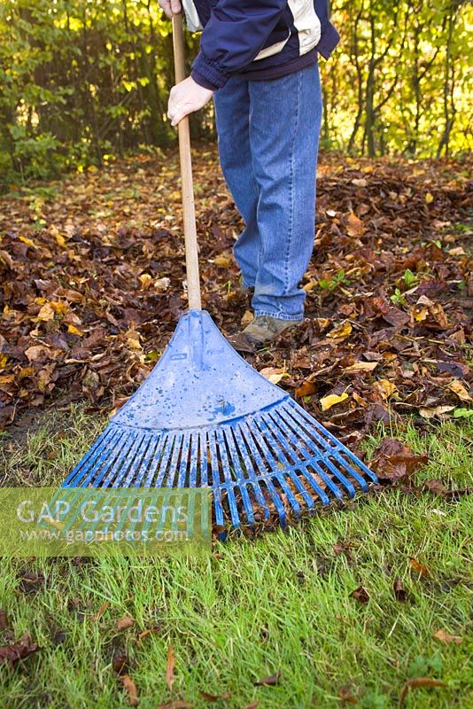 Raking autumn leaves off a lawn and gathering them to make leaf mould