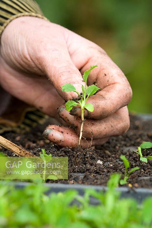 Pricking out seedlings of Eryngium bourgati 'Purple Form'. Holding by cotyledon leaves and transferring into module tray