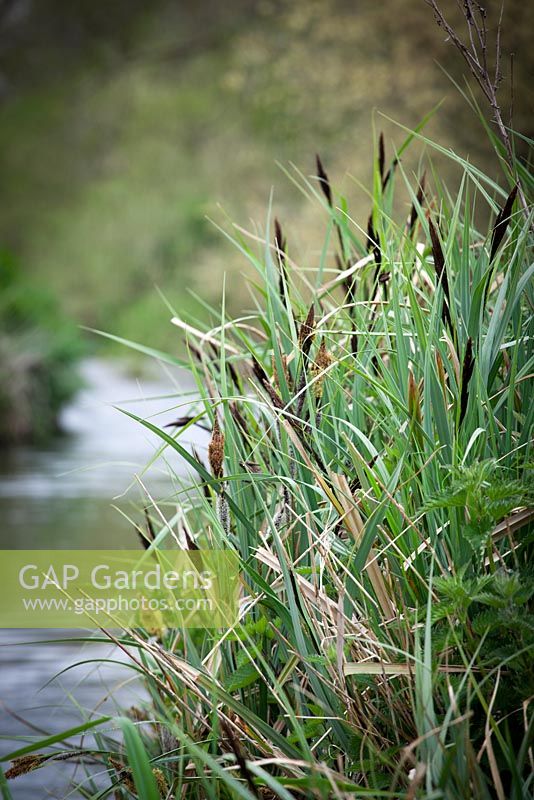 Carex acutiformis - Lesser Pond Sedge growing on a river bank. 