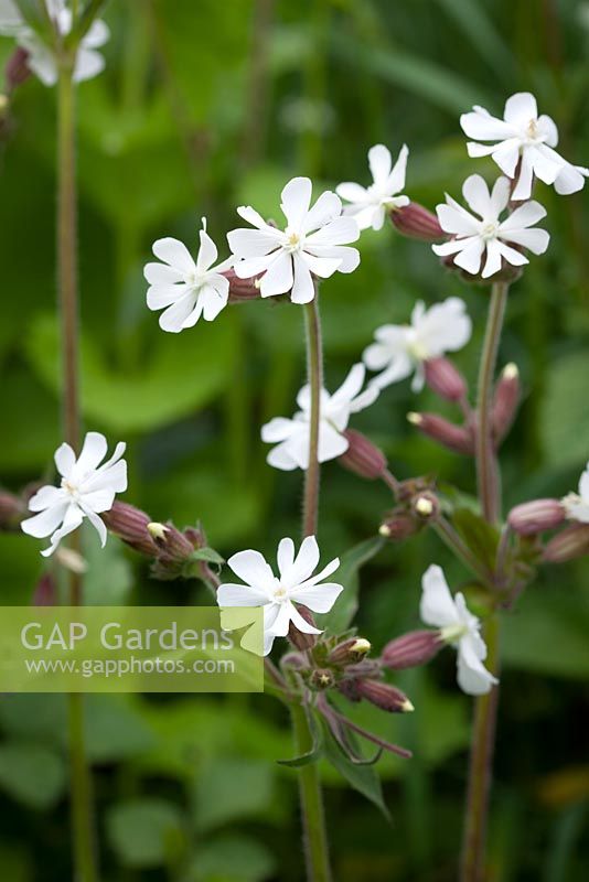 Silene latifolia syn. Melandrium album - White Campion.