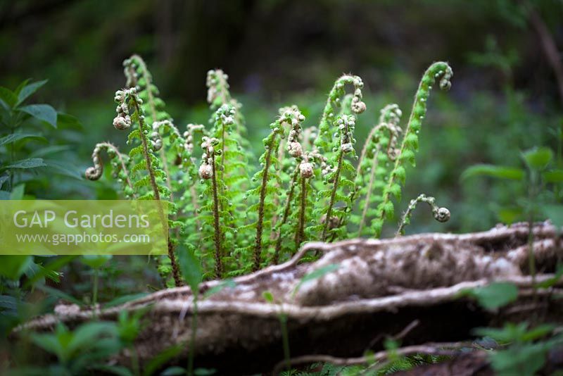 Polystichum setiferum - Unfurling Soft shield fern. 
