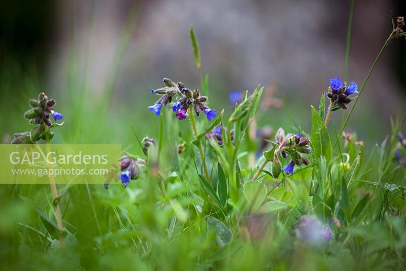 Pulmonaria longifolia. Narrow - leaved Lungwort growing in Exbury churchyard.