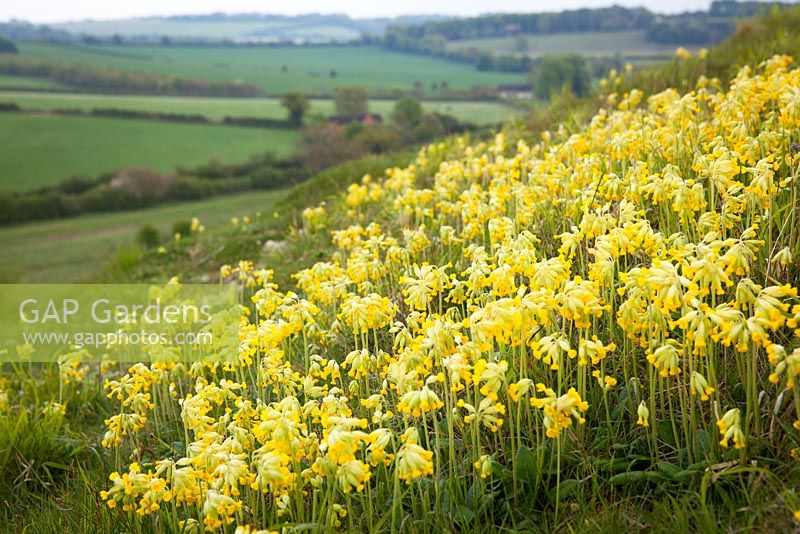 Primula veris - Cowslips growing on a hill in Hampshire. 