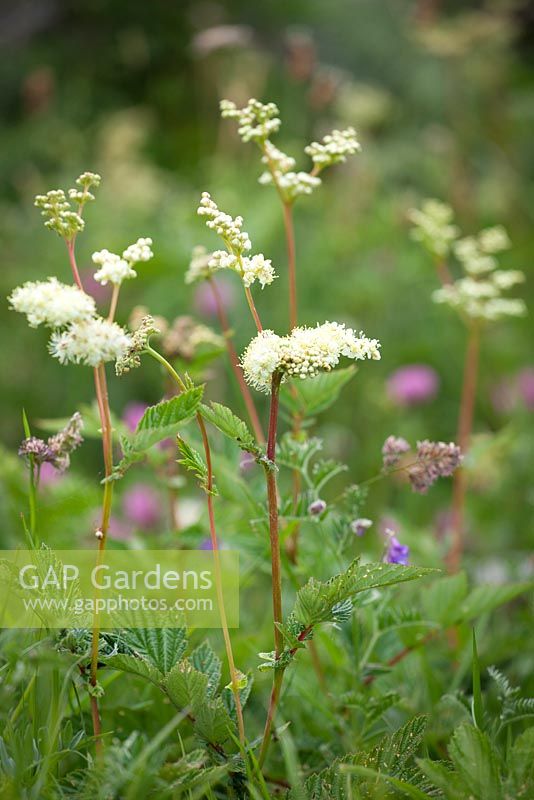 Filipendula ulmaria - Meadowsweet. 