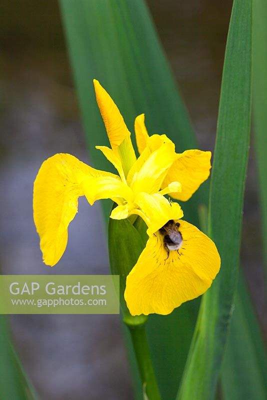 Iris pseudacorus - Yellow Flag Iris with bee. 